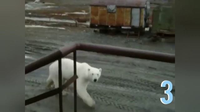 ТОП 5 НАПАДЕНИЙ МЕДВЕДЯ на ЧЕЛОВЕКА! Медведь АТАКУЕТ!
