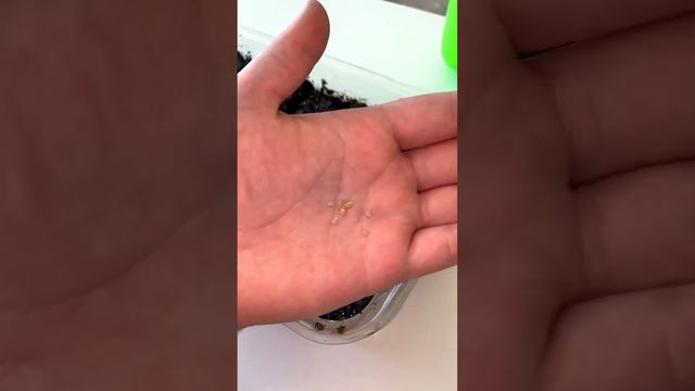 Процесс посадки помидоров🍅 #изгородавсело #жизньвдеревне #рассада #помидоры #какпосеятьпомидоры смотреть онлайн