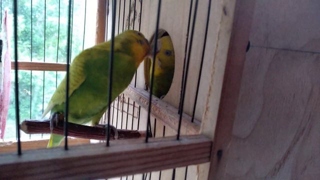 Самец волнистого попугайчика кормит самку и птенца смотреть онлайн