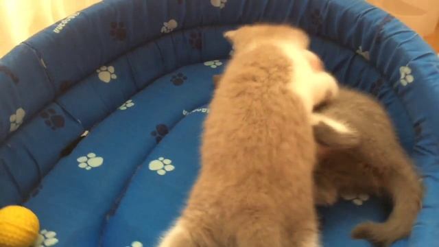 Британские котята,1 месяц! British cat