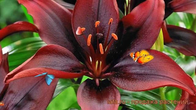 Лилия азиатская Мапира (lilium mapira) ? лилия Мапира обзор: как сажать луковицы лилии Мапира смотреть онлайн