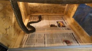 Как охотится и ест ящеричная змея (How does a Montpellier snake hunt)