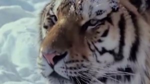 Амурский тигр [против] Крокодила