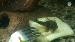 ЧЕМ КОРМИТЬ АНЦИСТРУСОВ!   ВЫ ТОЛЬКО ПОСМОТРИТЕ ЧТО ОНИ ЛЮБЯТ)))