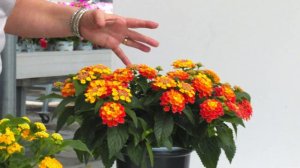 Explore Lantana Habits with Ball FloraPlant