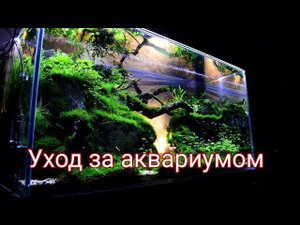 Уход за аквариумом. Еженедельный уход за аквариумом. Как ухаживать за аквариумом