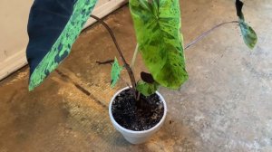 Colocasia mojito indoor information... is it possible?