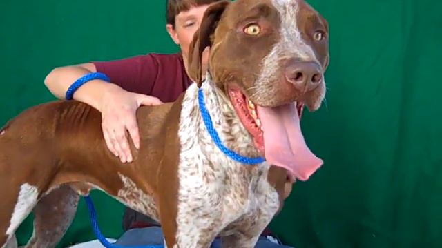 Biscuit A4471980 RESCUED!!! смотреть онлайн