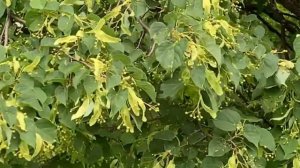 Как выглядит дерево липа.Волшебный лес.Башкортостан.