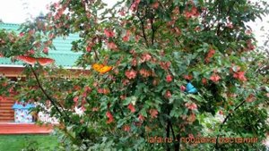 Клен татарский Гиннала (acer tataricum ginnala) ? Гиннала обзор: как сажать, саженцы клена Гиннала
