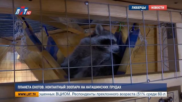 Планета енотов  Контактный зоопарк на Наташинских прудах