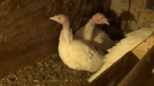 Индюк Белая широкогрудая вес в 2 месяца