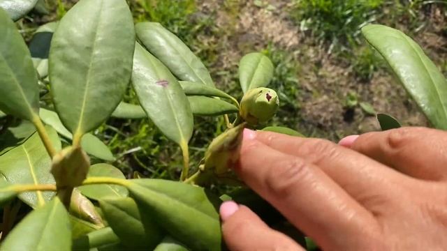 #10 24.05 Рододендроны Humboldt и Roseum Elegans смотреть онлайн