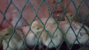 Содержание и кормление бройлерный индюшат. Хайбрид конвертер