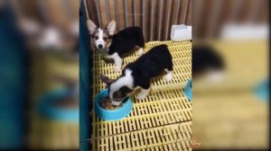 Реакция Собак И Кошек На Еду ? ?
