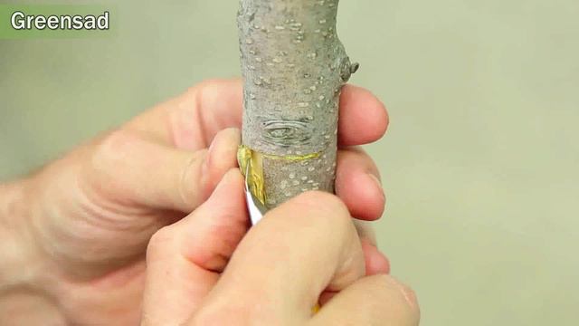 27 - Летняя прививка растений смотреть онлайн