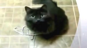 КОШКИ!КОШКИ!КОШКИ!ЧЕРНЫЕ КОШКИ И НЕ ТОЛЬКО ЧЕРНЫЕ КОШКИ.#1смешные кошки,кошки видео,black cats