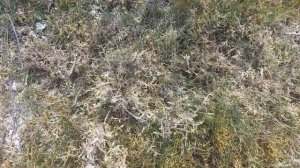 Обработка дачного газона  от  мха.