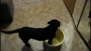 Подборка видео про таксу