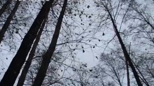 Урочище Ольховка. Курганская область.