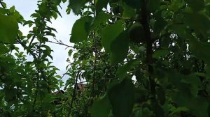 Слива , Вишня, Черешня - Северный Урал.