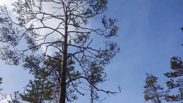 Ток глухаря ))) ВЕСНА 2017 смотреть онлайн