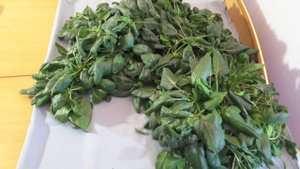 Аэропонная установка АЭРО-ФЛОРА. Первый урожай шпината. Читай описание