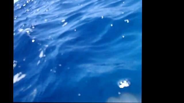 КИТОВАЯ АКУЛА И ОСЬМИНОГ (Domina Coral Bay Aquamarine, Шарм Эль Шейх) смотреть онлайн