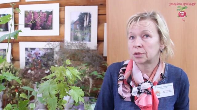 Виноград в Сибири: о сортах винограда и как его сажать? Урожайные грядки смотреть онлайн