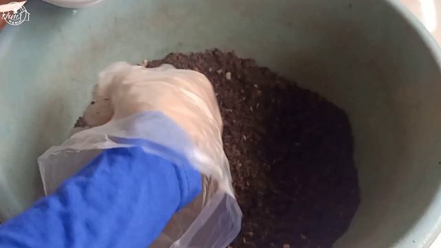 Memperbanyak dan mengenal tanaman Songgo Langit / ipomoea quamoclit plant serta #songgolangit смотреть онлайн