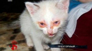 Котенок, которого смыли в унитаз, выжил и теперь живет в семье