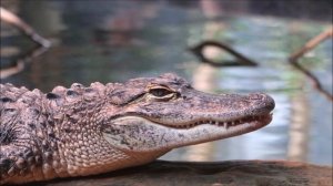 Чем крокодил отличается от аллигатора