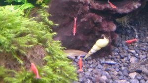 Акантофтальмус кюли шоколадный , креветки и другие аквариумные обитатели