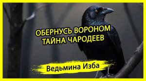 ОБЕРНУСЬ ВОРОНОМ. ТАЙНА ЧАРОДЕЕВ. ДЛЯ ВСЕХ. #ВЕДЬМИНАИЗБА ▶️ #МАГИЯ