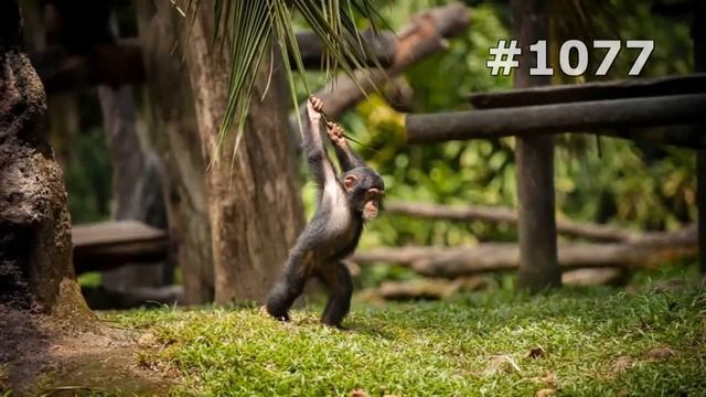 #1077. Обезьяны (В мире животных) смотреть онлайн