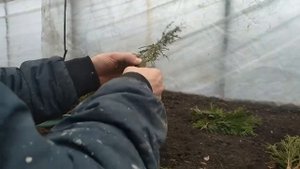Черенкование Туи и Можжевельника,самый быстрый и простой способ