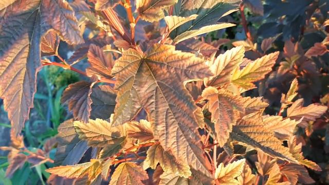 397.От травы невозможно избавится😜 но держать её под контролем можно.😀 смотреть онлайн