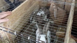 Лирика жизни (на примере кроликов) (24.11.2023)[1080p]