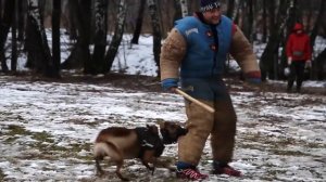 Малинуа. Защитная служба. Борьба и увертки. Malinois. Attack with helper counteraction