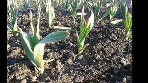 Рокамболь весенние сходы осенней посадки