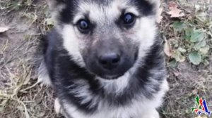 ДВОРНЯГА 2.  Щенок визжал и пытался СПАСТИСЬ бегством от огромного рыжего КОТА, и вдруг…