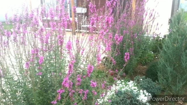Плакун-трава для радости или опять про ДЕРБЕННИК ❤️ #сад #цветы #garden смотреть онлайн