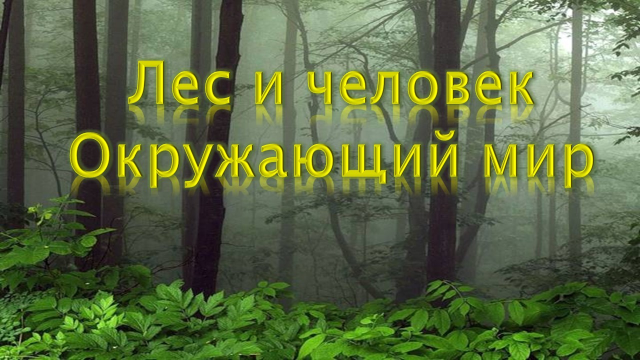 Лечимся лесом. Лесные лечи. Лес лечит душу. Когда закончатся леса в мире.