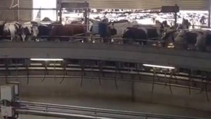 UDAZ Автоматическая система доения коров (карусельная)