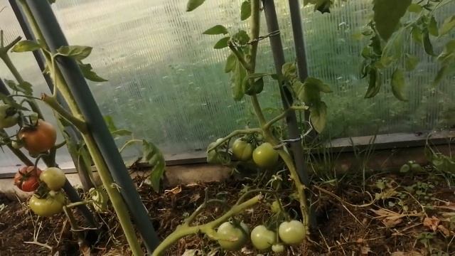 Белокрылка. Самый опасный вредитель теплиц. смотреть онлайн