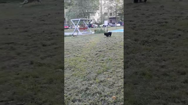 бернский зенненхунд