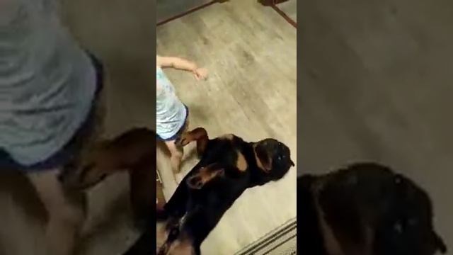 выросли вместе,ротвейлер