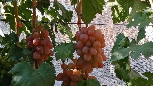 @Виноград 2021 Виноградник Гергеля, г Полтава Ч 2 смотреть онлайн