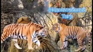 (СРАВНЕНИЯ) АМУРСКИЙ ТИГР VS ВСЕ ТИГРЫ