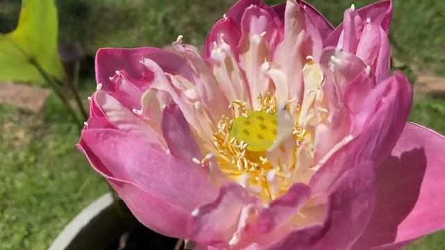 Одинокий лотос на заброшенной клумбе смотреть онлайн